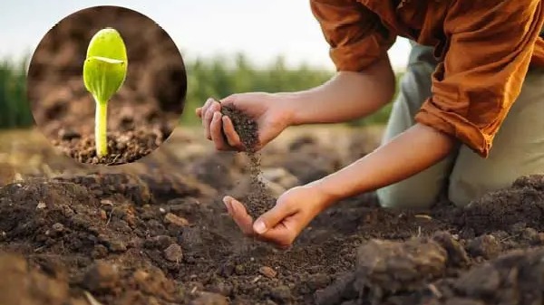 ساوا آزمای یکتا