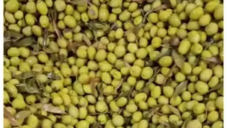 دستگاه برگ گیر و الک زیتون