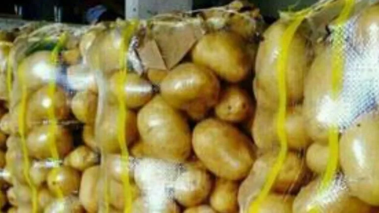 کیسه صدفی ( opp)