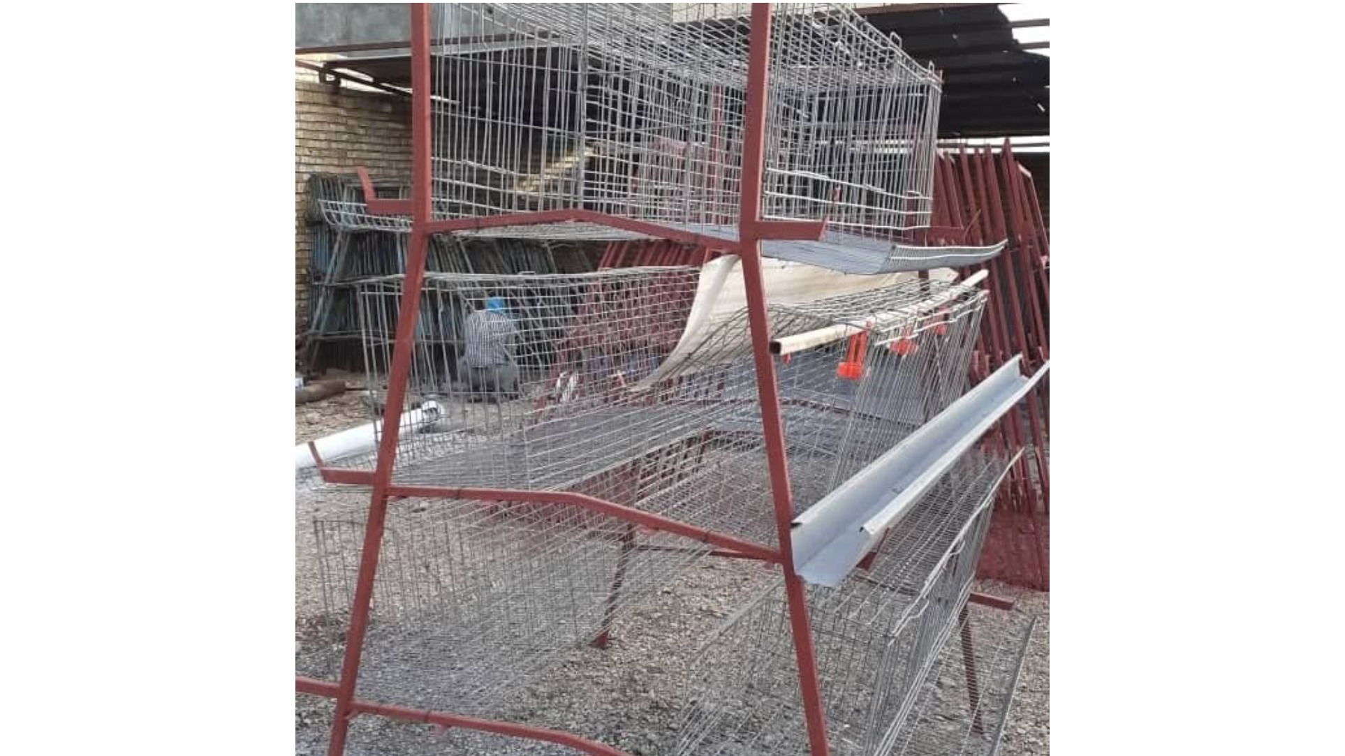 ماتریکس طیور