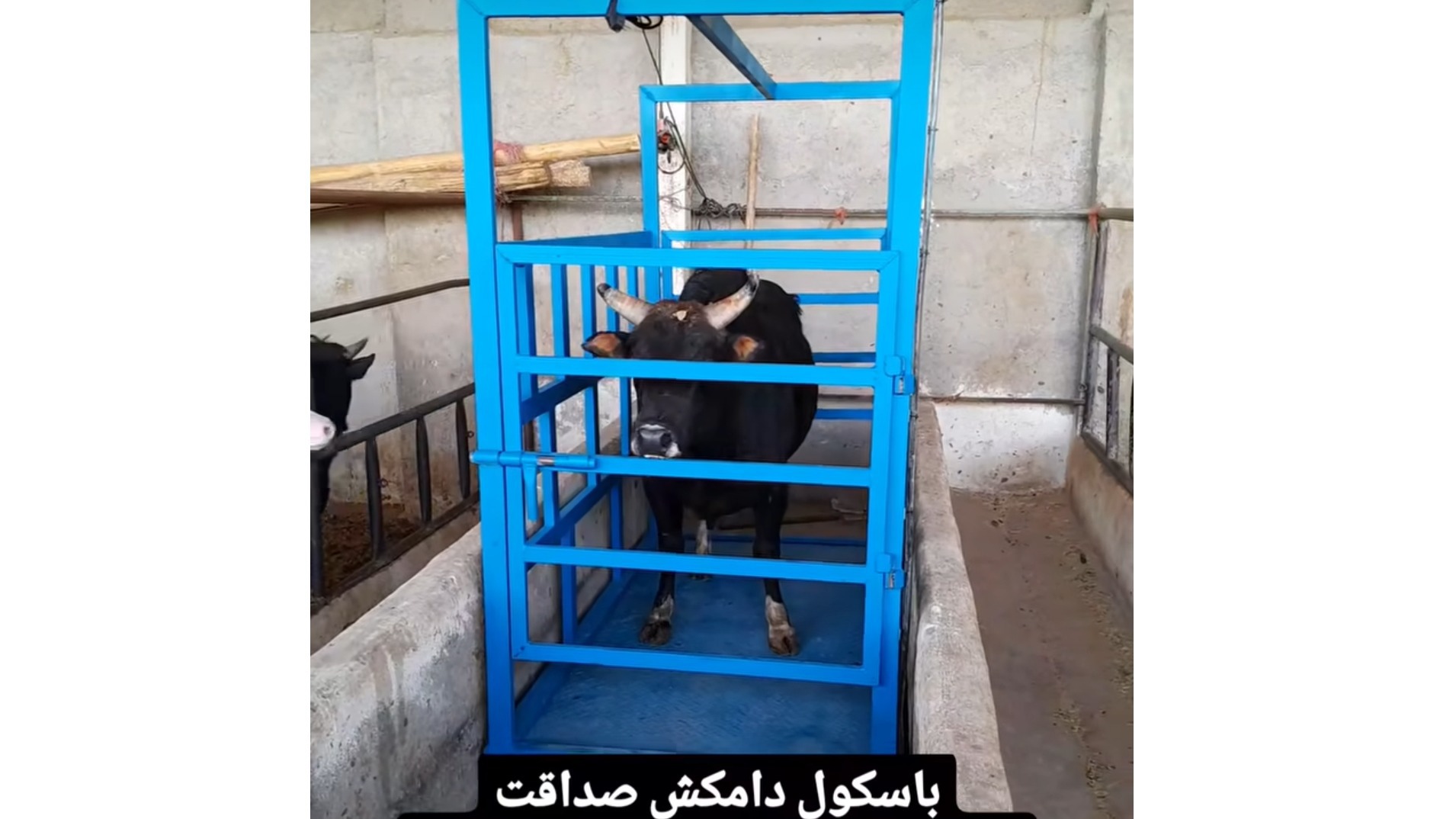 باسکول صداقت