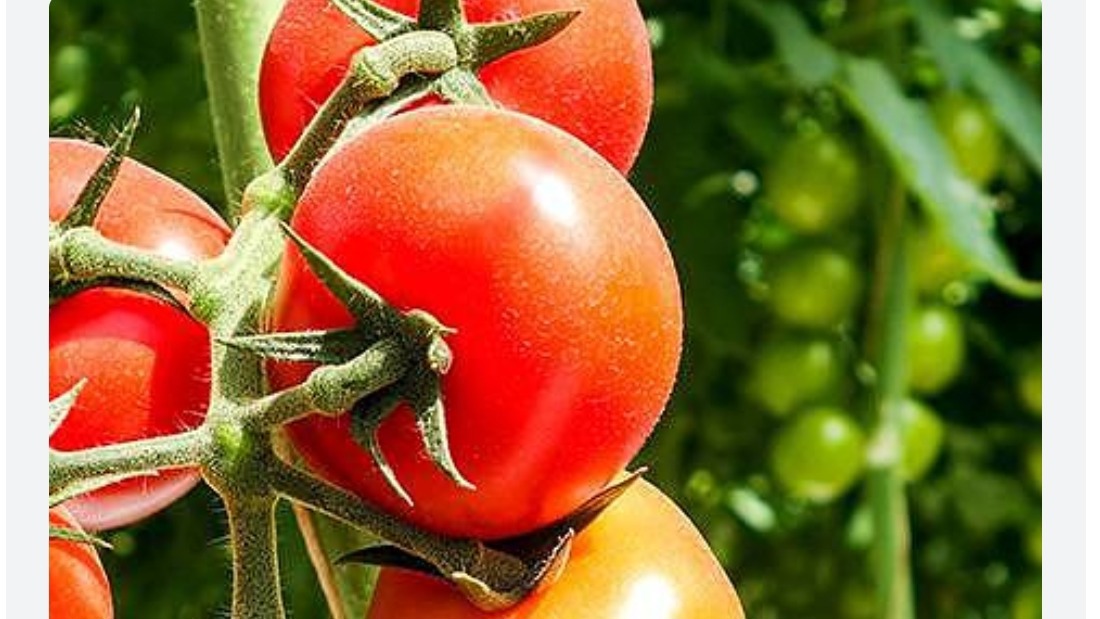 ستاره سبز ایساتیس