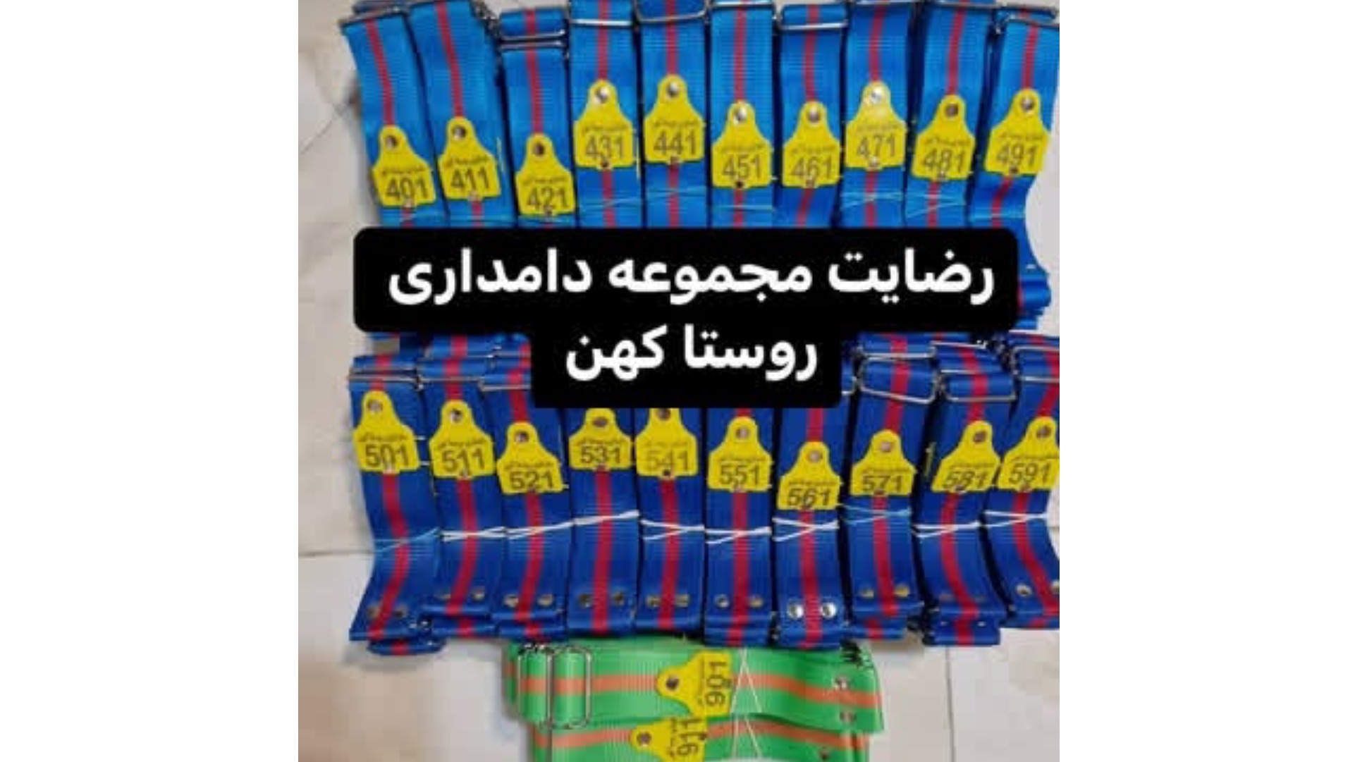 ری دام گستر گیتی