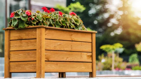گیاهان کاشتنی