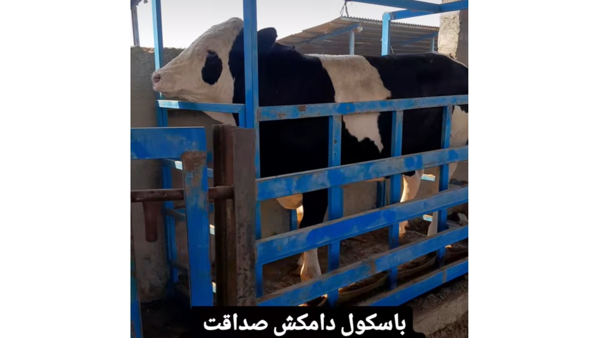 باسکول صداقت