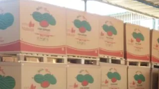 باکس صادراتی هندوانه 