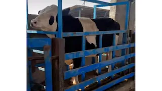 ترازو و باسکول دامکش یک تن