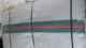 کیسه صدفی ( opp)